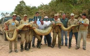 Top10:世界上最危险的十种蛇